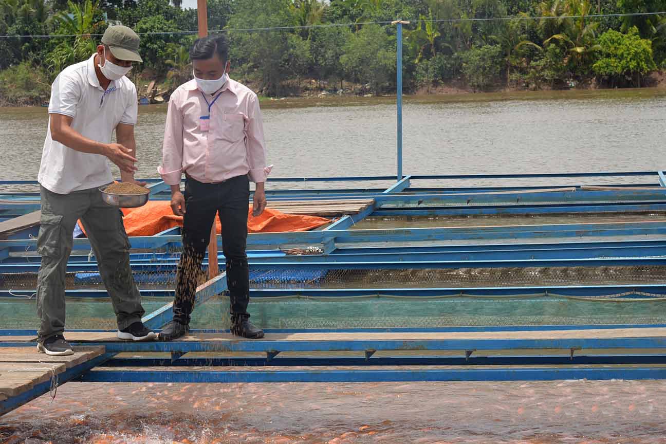 diêu hồng lồng bè